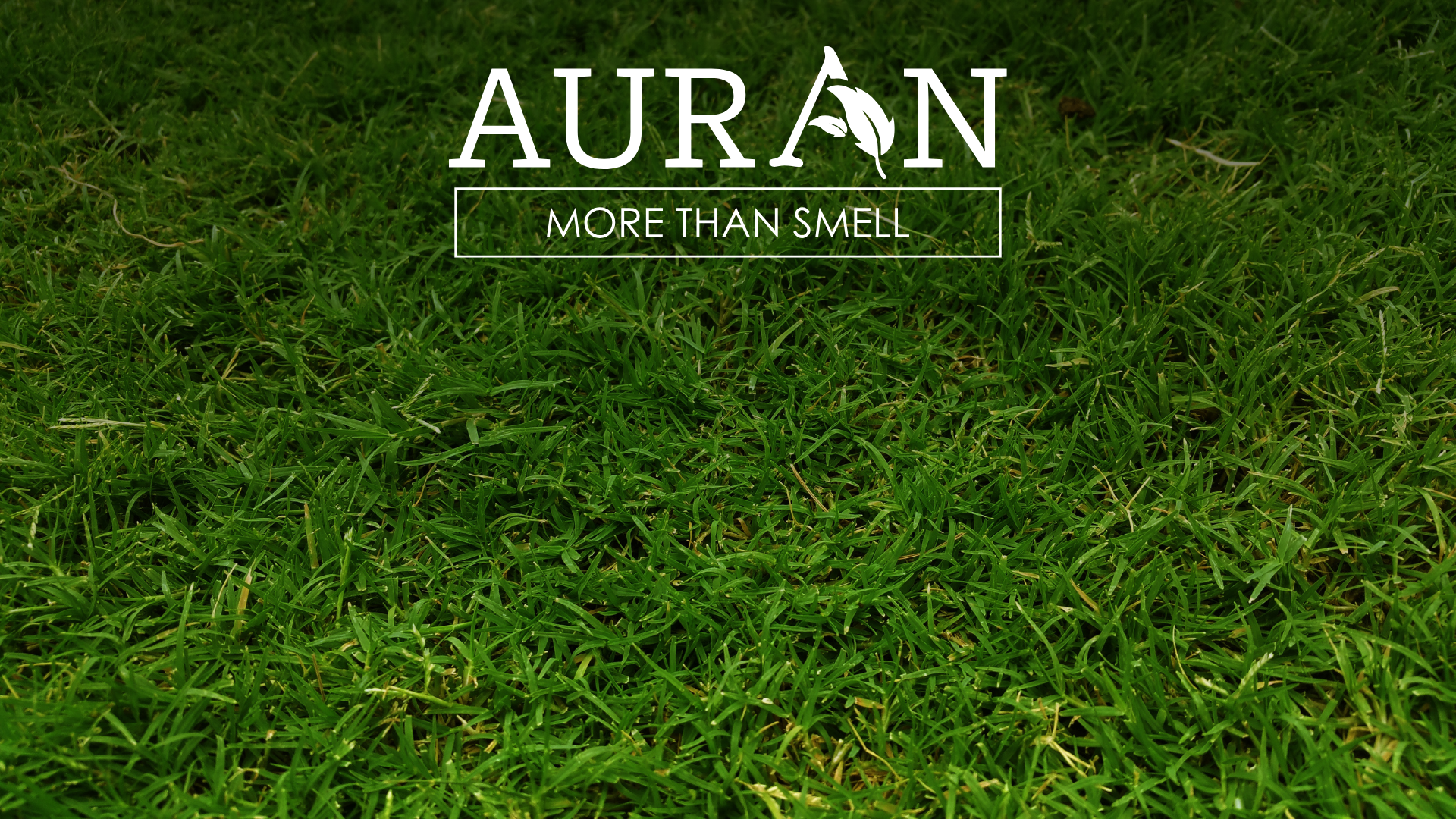 Taze Biçilmiş Çimen Kokusu Neden Bazı İnsanları Rahatsız Eder?