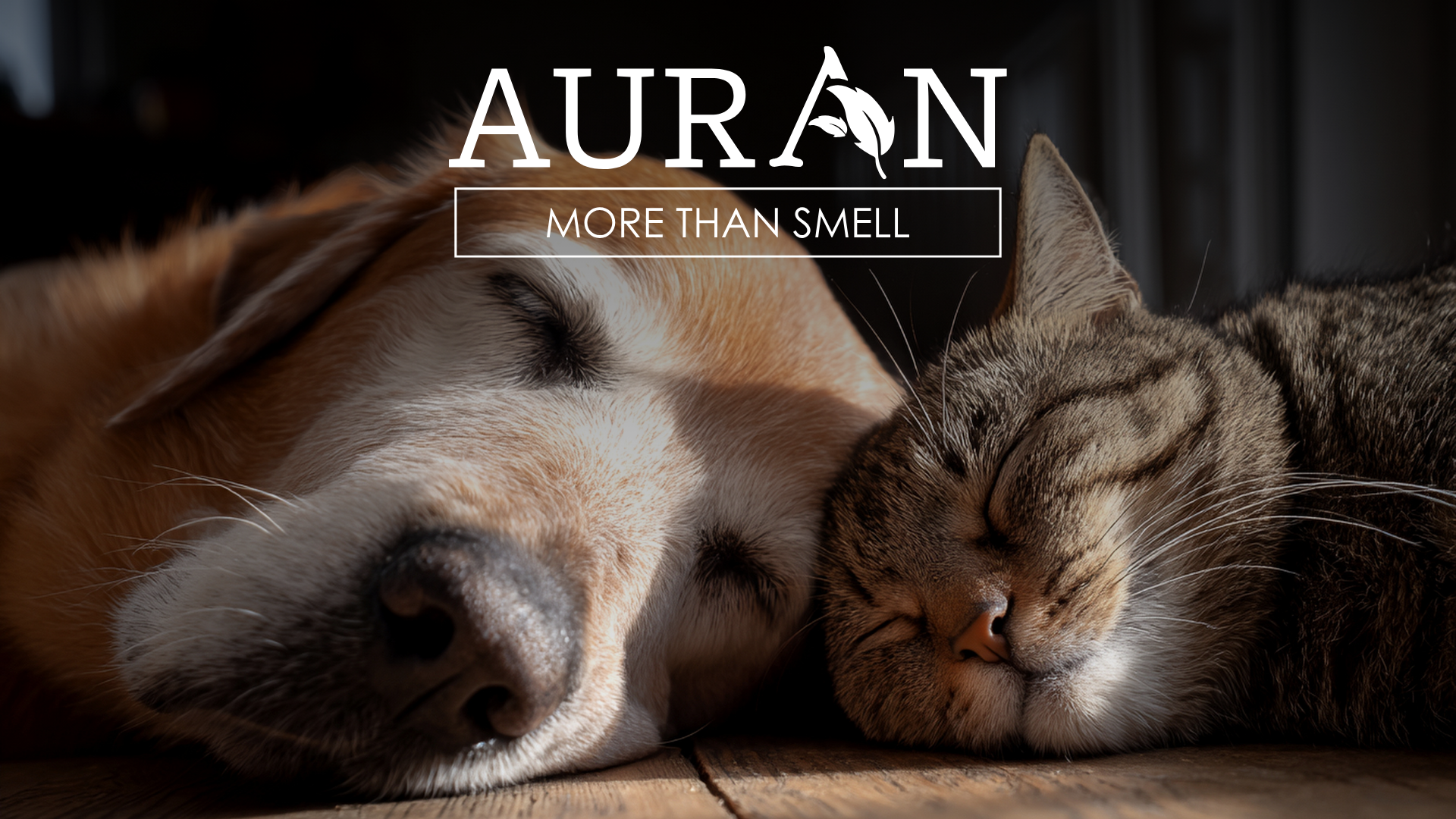 Evcil Hayvan Sahipleri İçin Ortam Kokularını İyileştirme Rehberi