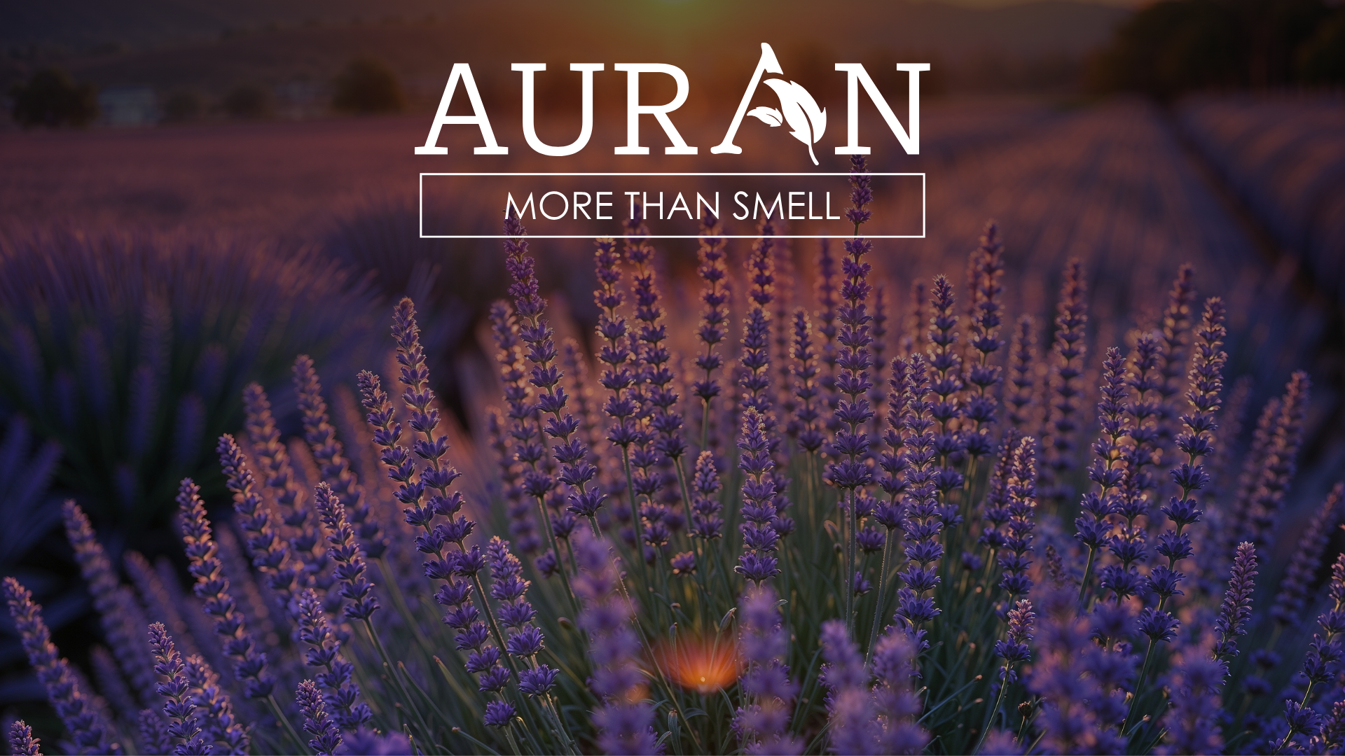 Lavanta Kokusu Neden Sakinleştirici Etki Gösterir?