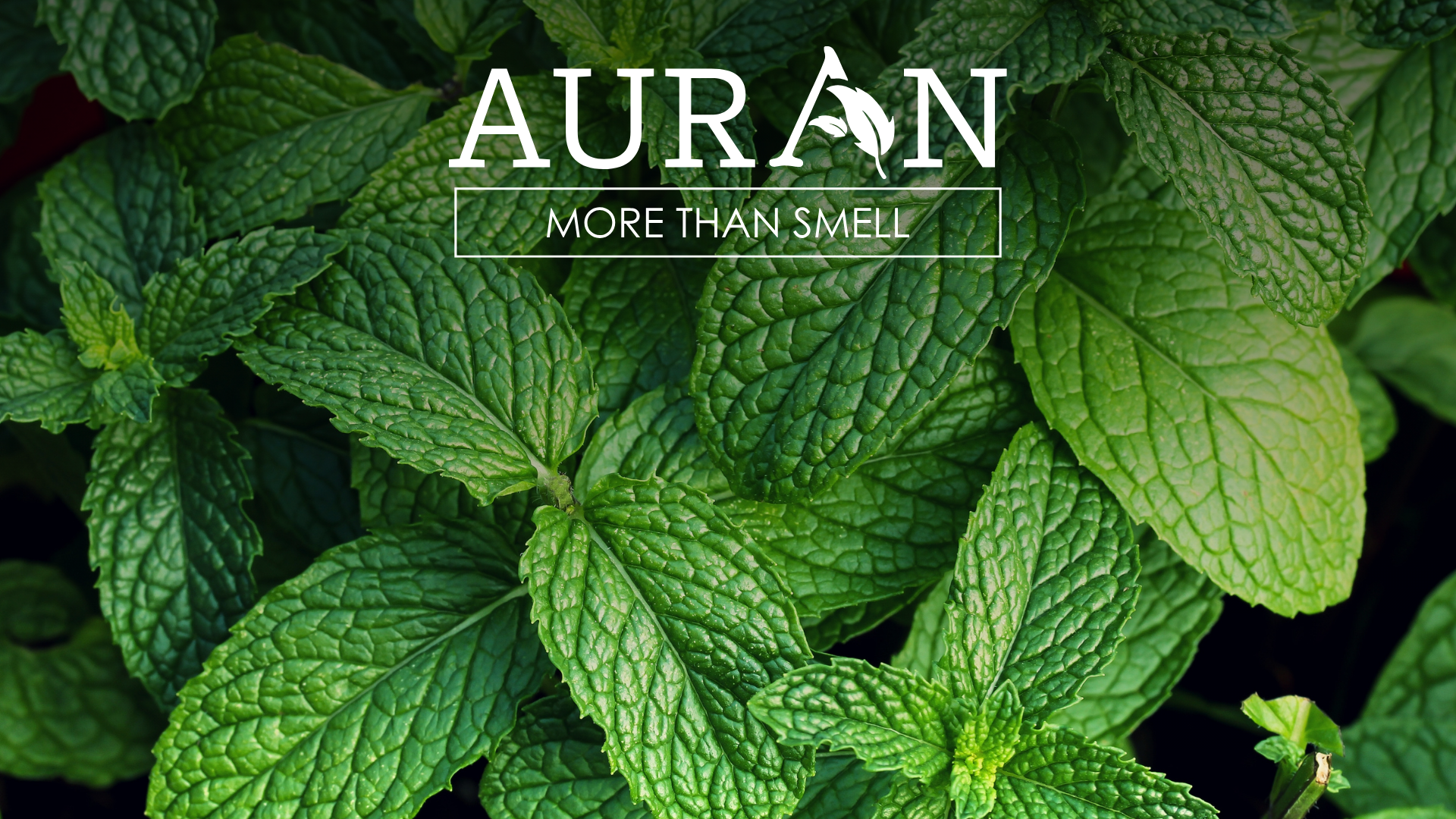 Mentollü Kokular Gerçekten Nefesi Nasıl Rahatlatır?