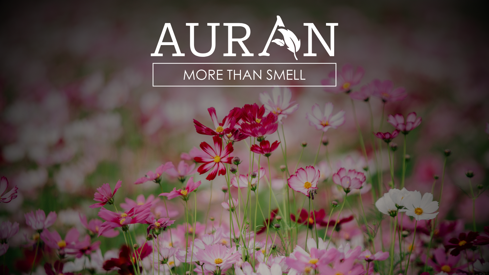 Çiçeklerin Büyüleyici Kokularının Ardındaki Bilim: Neden Bu Kadar Güzel Kokarlar?