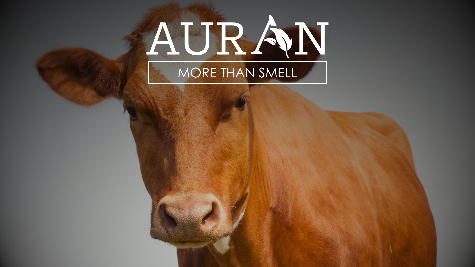 İnek Sütünün Kendine Has Kokusu Neden ve Nasıl Oluşur?