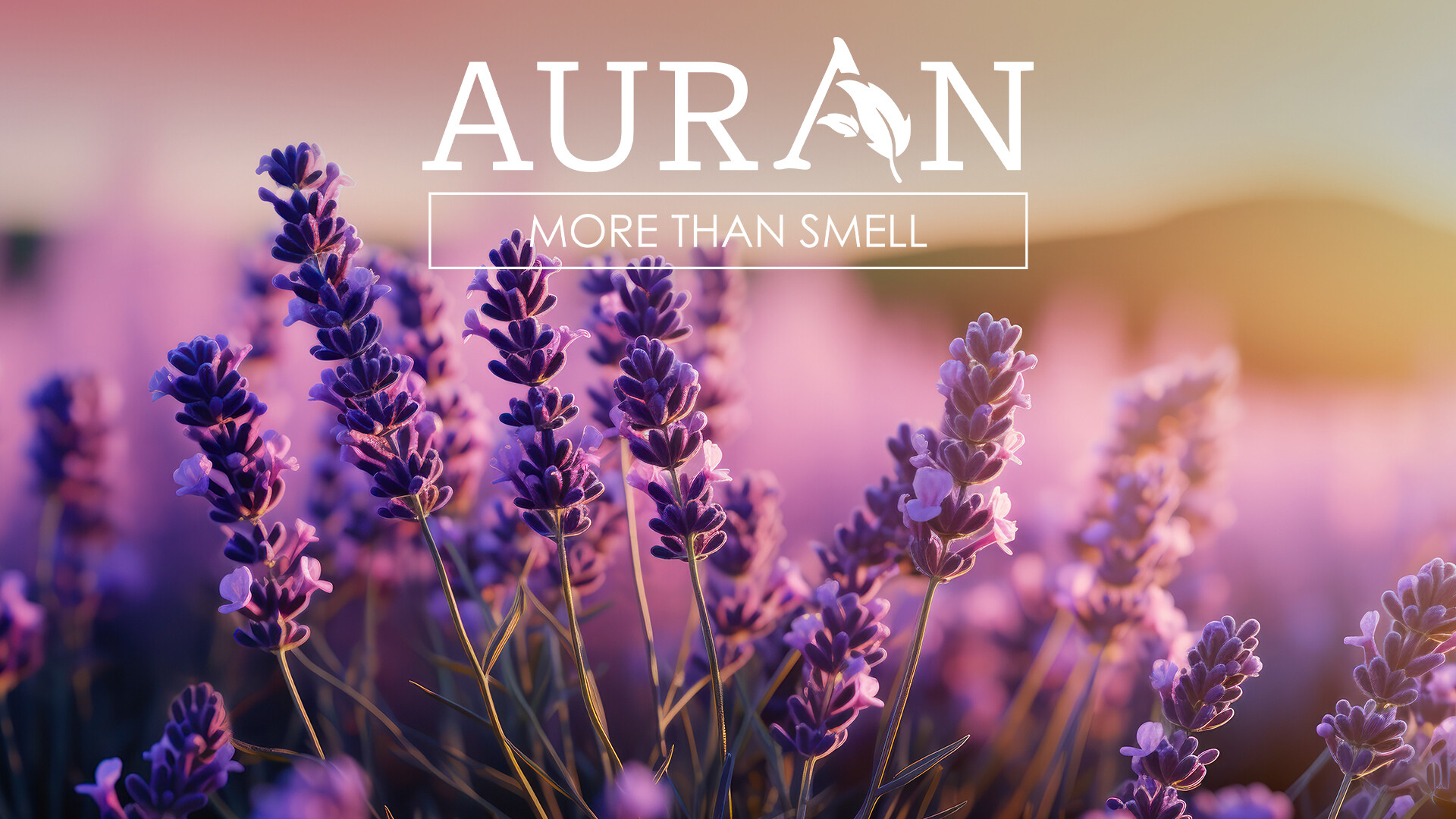 Lavanta Esansiyel Uçucu Koku Yağının Faydaları ve Kullanım Alanları - Auran Kokudan Daha Fazlası