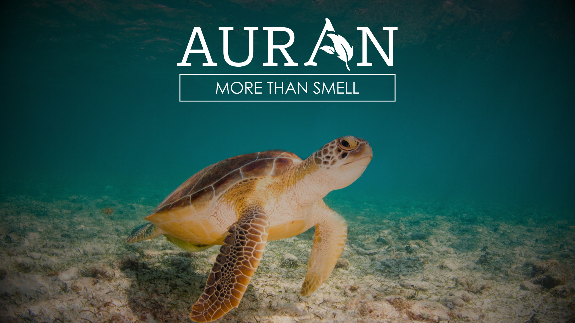 Okyanusun Kendine Has Kokusu Nasıl Oluşur?