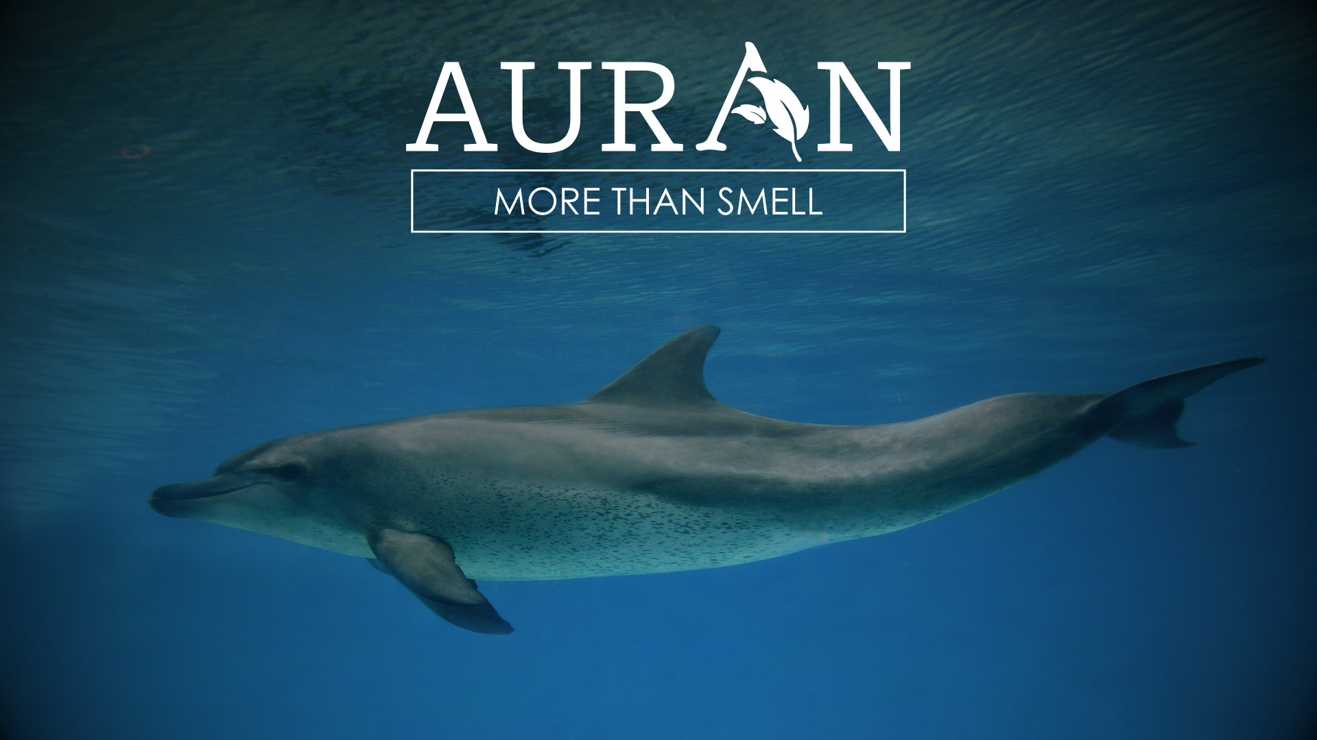 Koku Alma Duyusu En Zayıf Olan Hayvan Hangisidir?