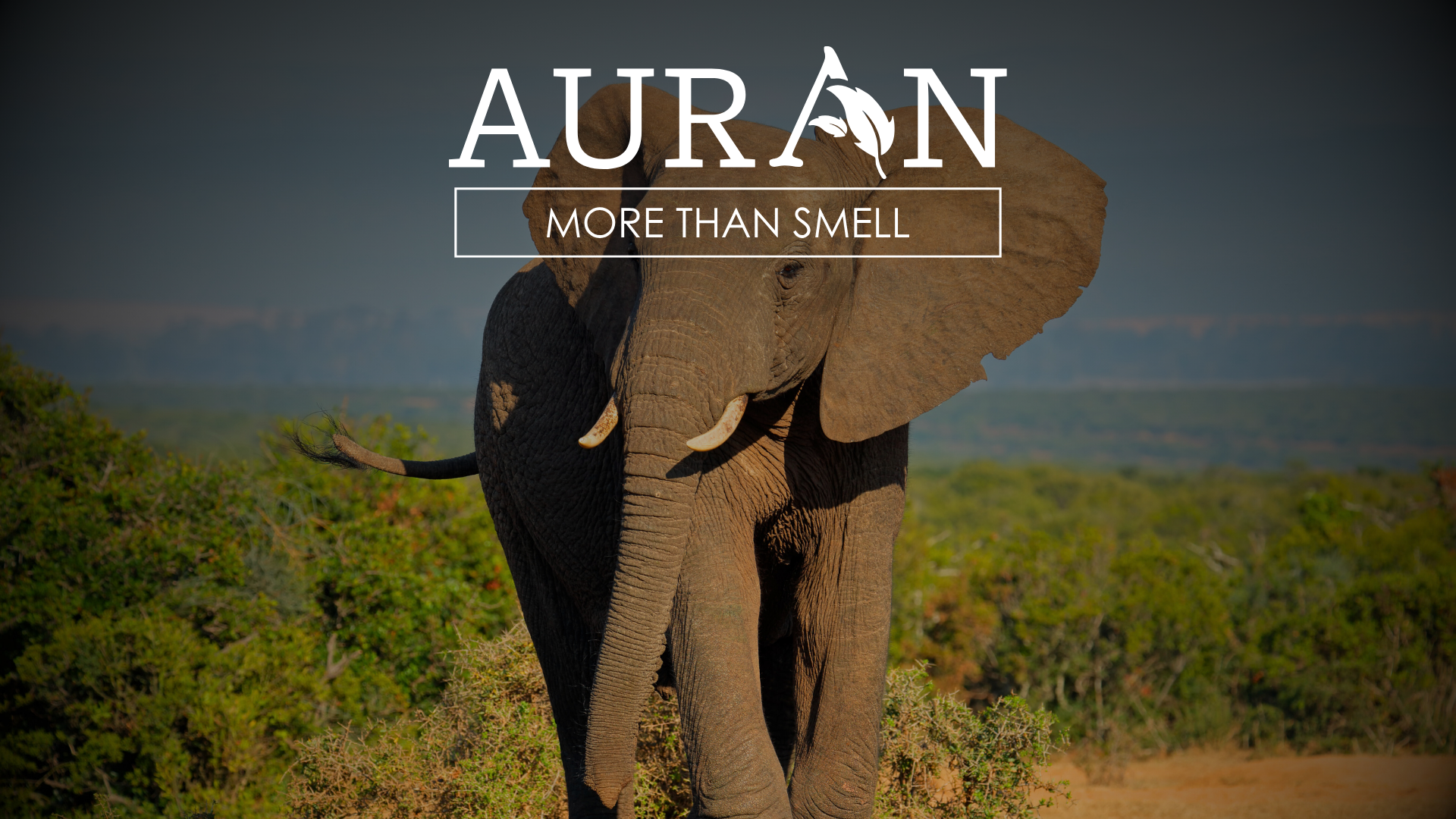 Koku Alma Duyusu En Gelişmiş Hayvan Hangisidir?