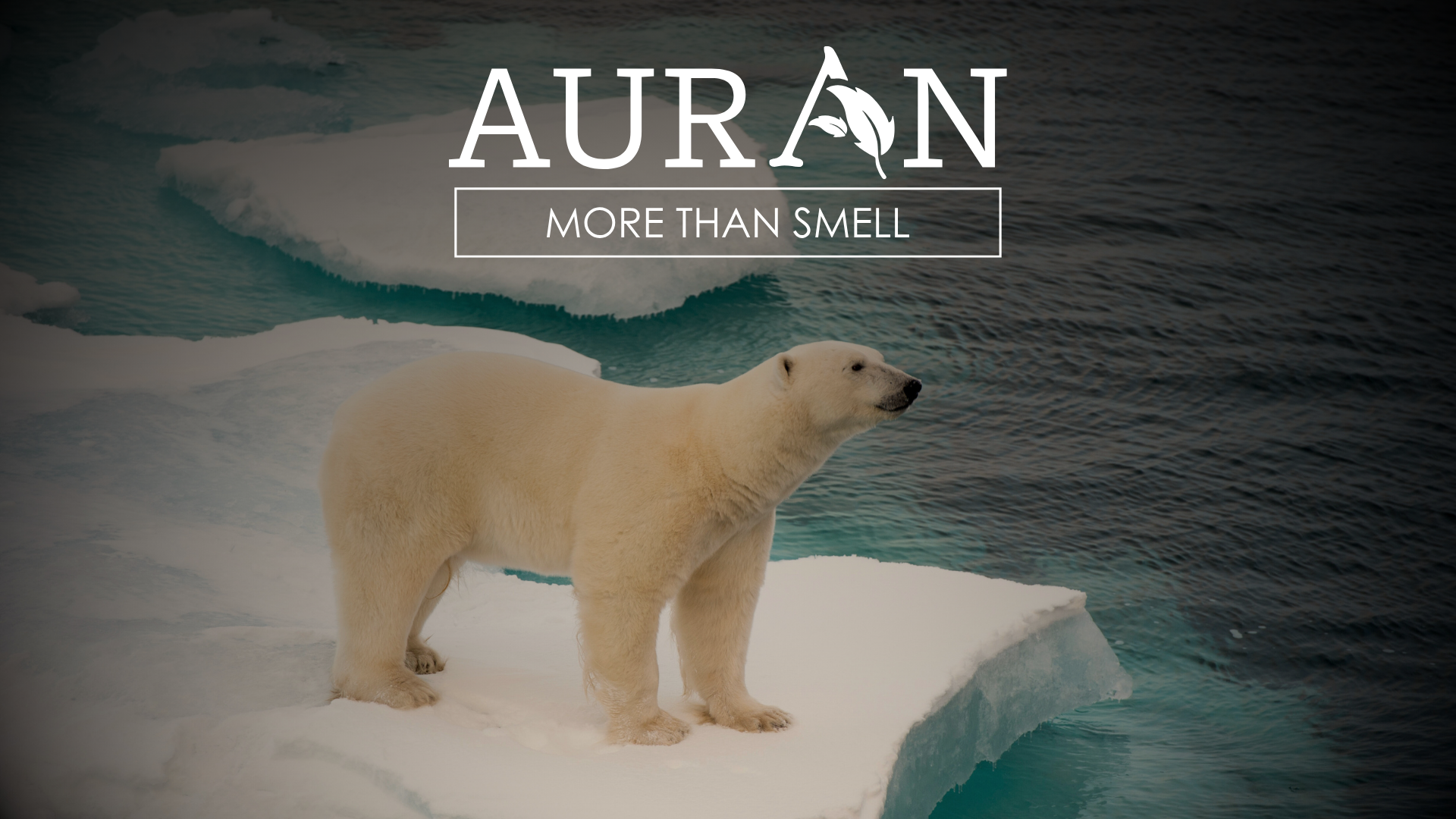 Kutupların Kendine Has Kokusu Var mı?