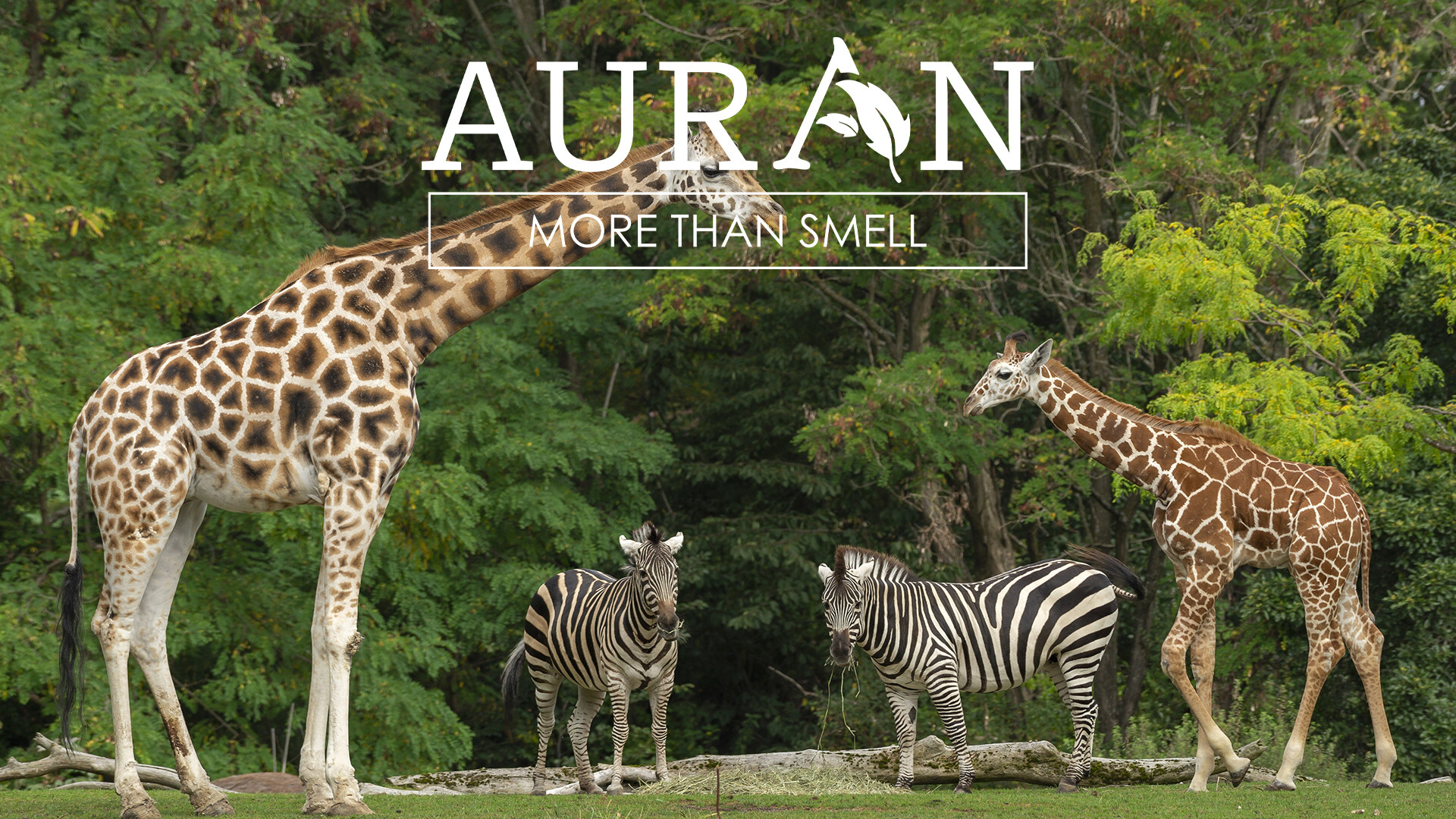 Dünya Hayvanları Koruma Günü: Hayvanlara Destek ve Bilinçlendirme