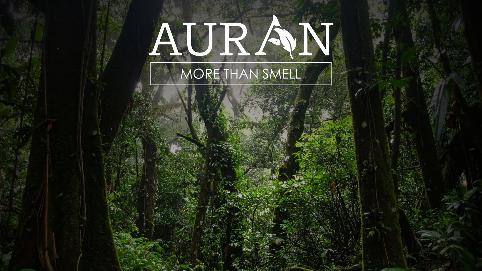 Yağmur Ormanlarının Kokusu: Doğa Nefes Alırken Burunlarımız Neyi Hisseder?