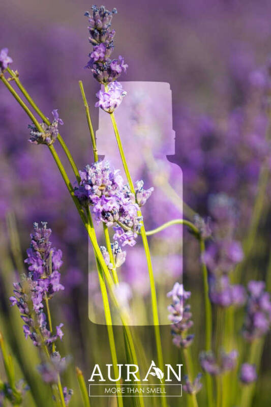 Lavanta Esansiyel Uçucu Koku Yağı Difüzör Esansı Buhurdanlık Yağı Aromaterapi Yağı 10ml - 2