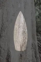 Auran Agar Ağacı Kokulu Geri Akış Tütsüsü konik Tütsü Agar Tree Backflow Incense Cones 10 Adet - 3