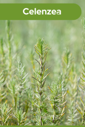 Saf Biberiye Suyu Hızlı Saç Uzatma & Dökülme Karşıtı %100 Saf Doğal Rosemary Water 100ml - 3