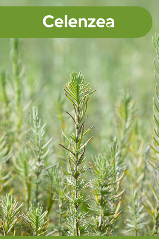 Saf Biberiye Suyu Hızlı Saç Uzatma & Dökülme Karşıtı %100 Saf Doğal Rosemary Water 100ml - 3